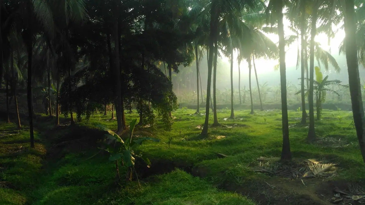 Coconut plantation in Kerala at sunrise