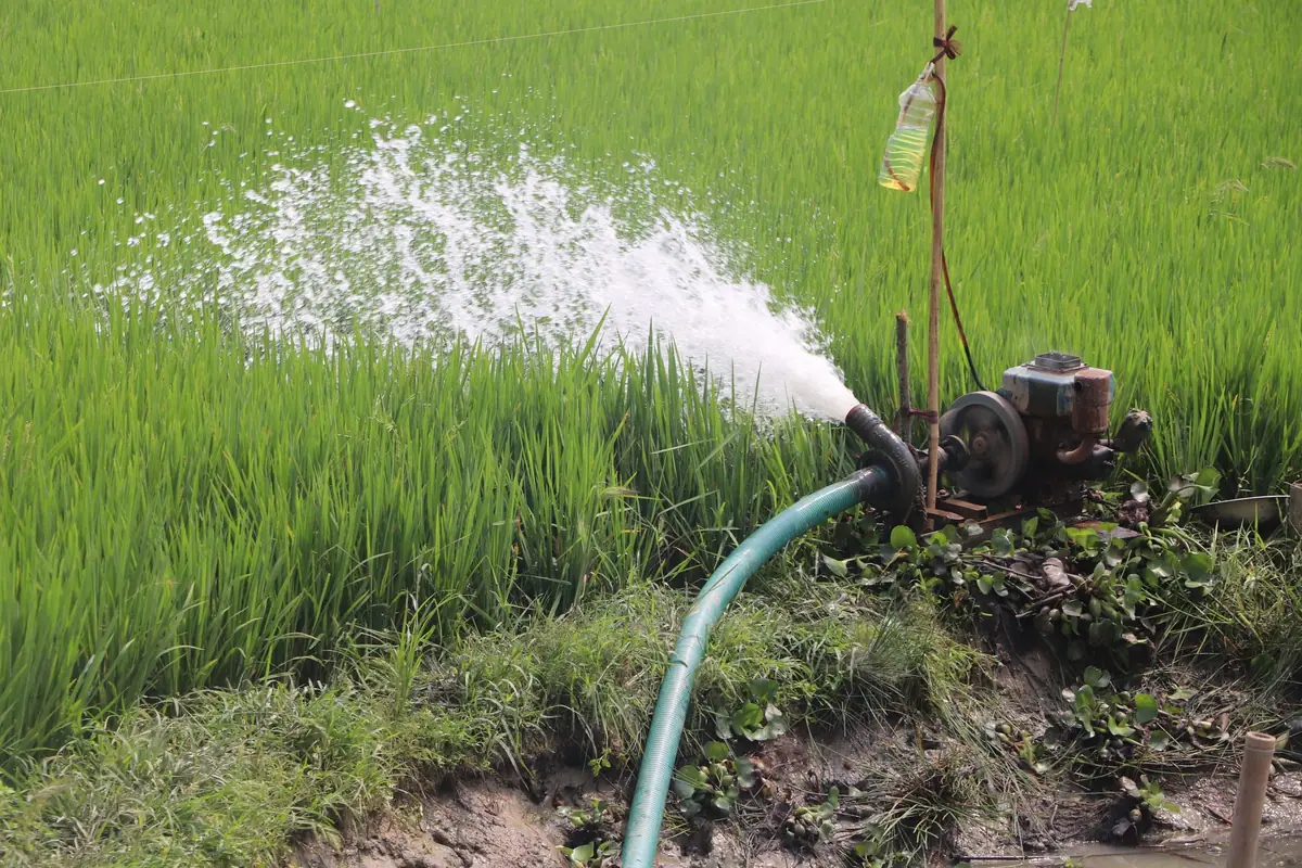Pump irrigating a green rice field