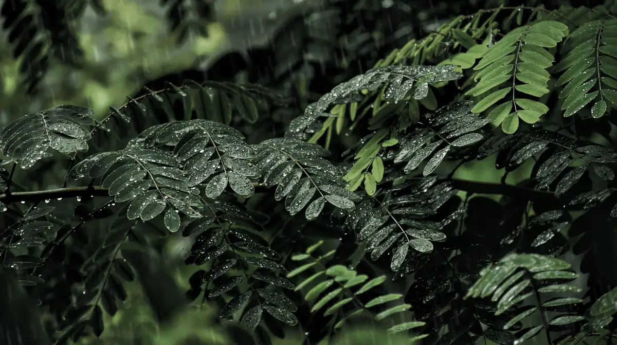 Raindrops on green leaves during the monsoon