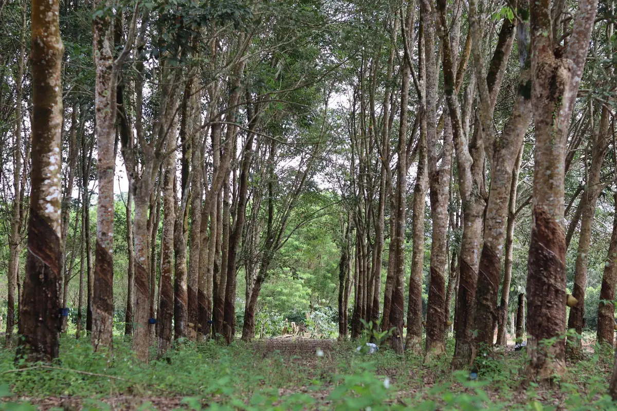 Pathway through a rubber plantation